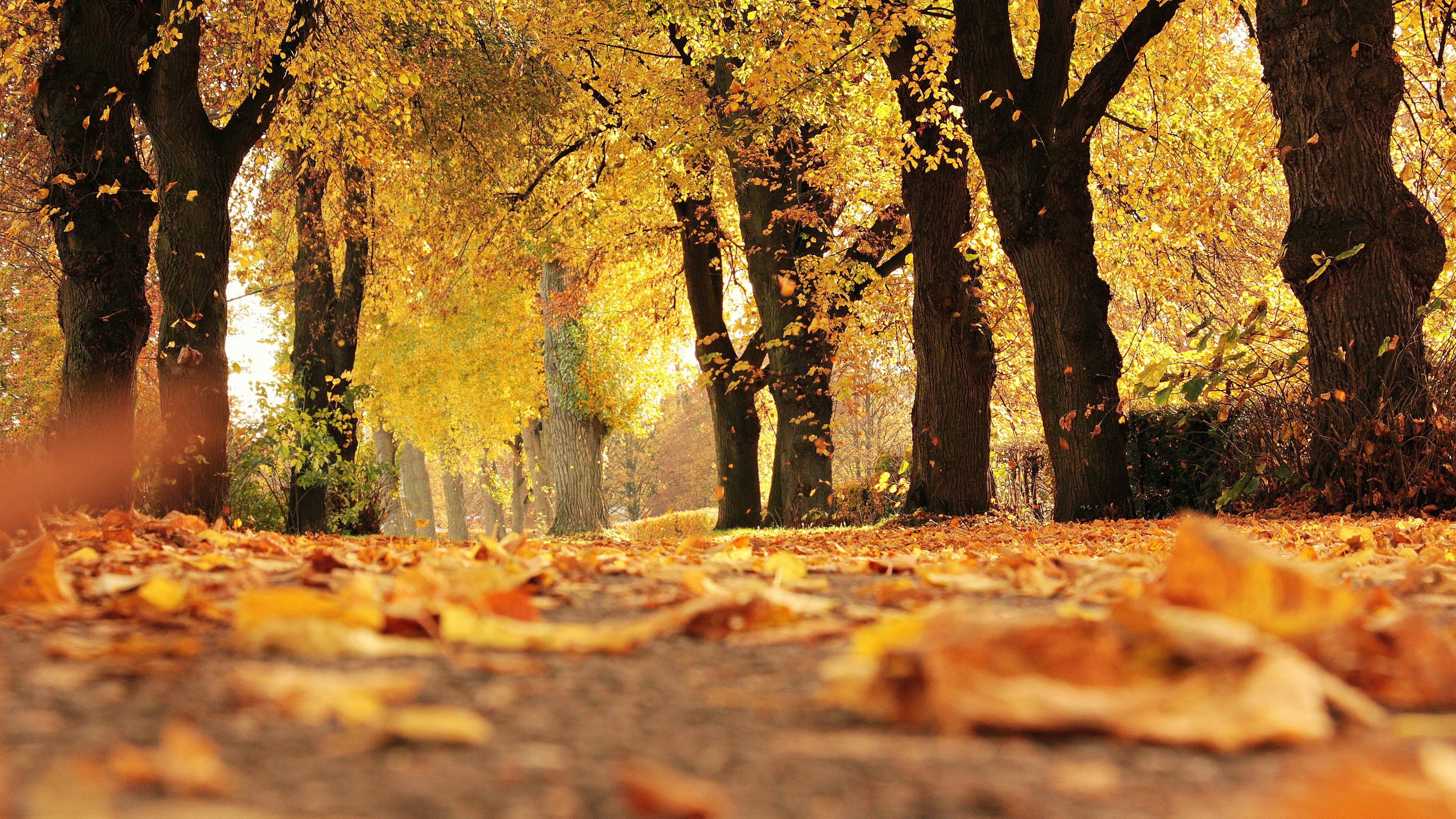 Herbstlicher Wald