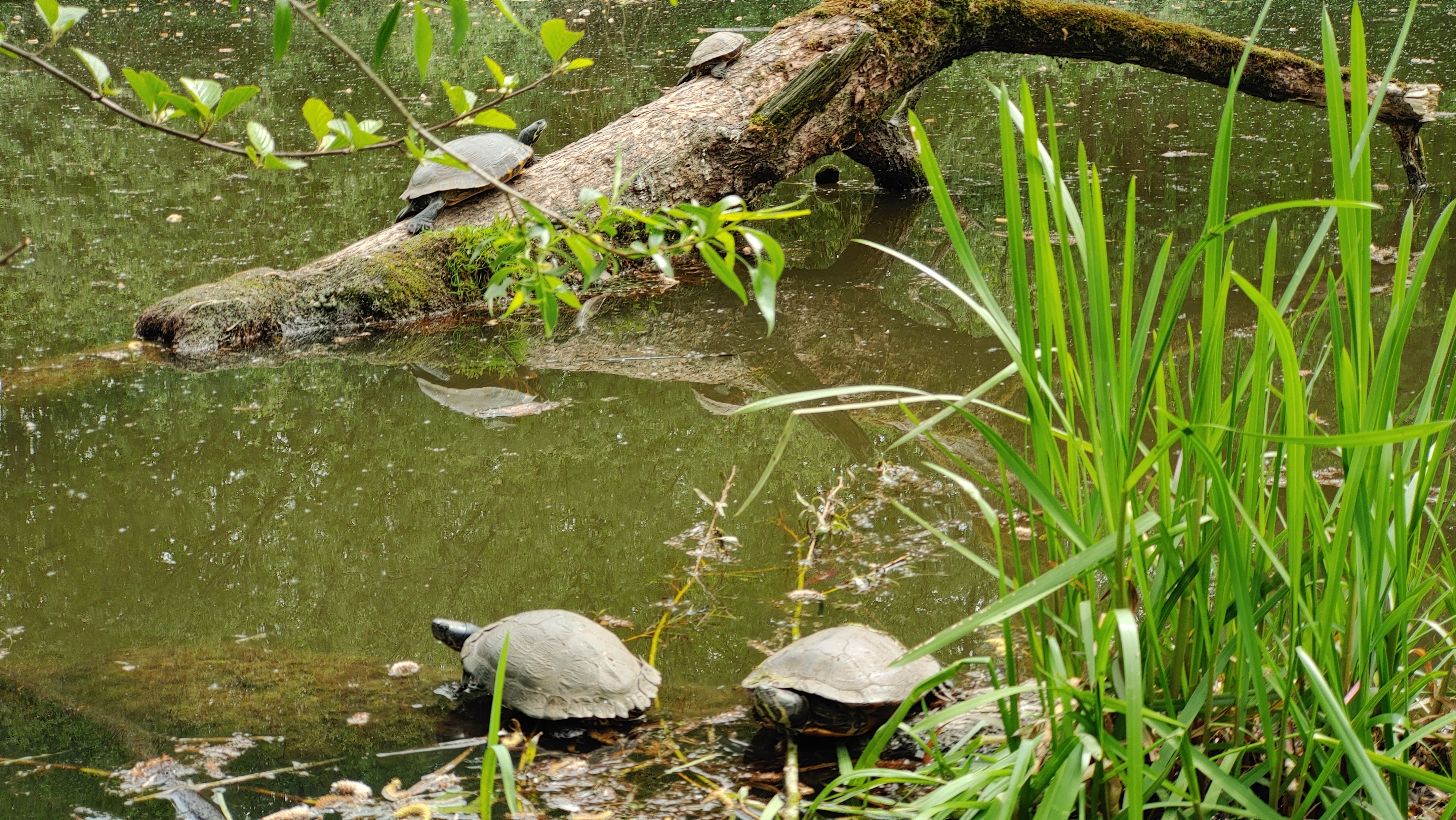 Schildkröten