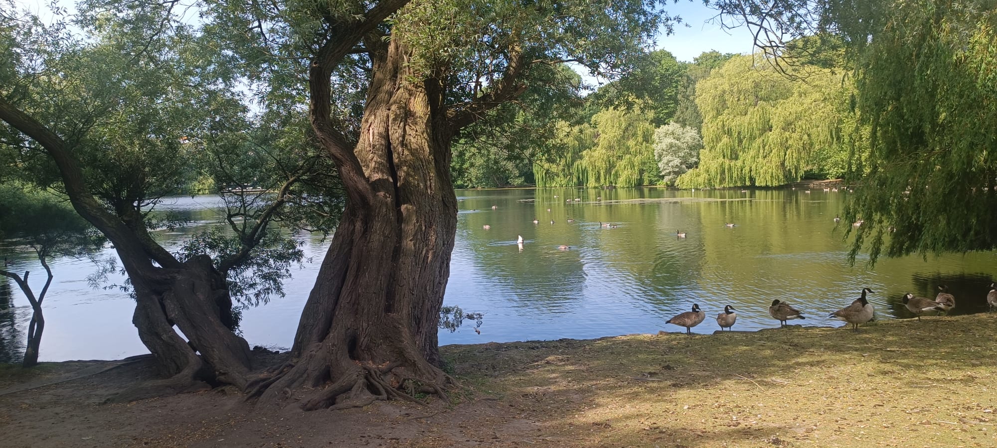 Das Ufer eines Sees. Es stehen Bäume, welche auf das Wasser ragen und Enten laufen umher.