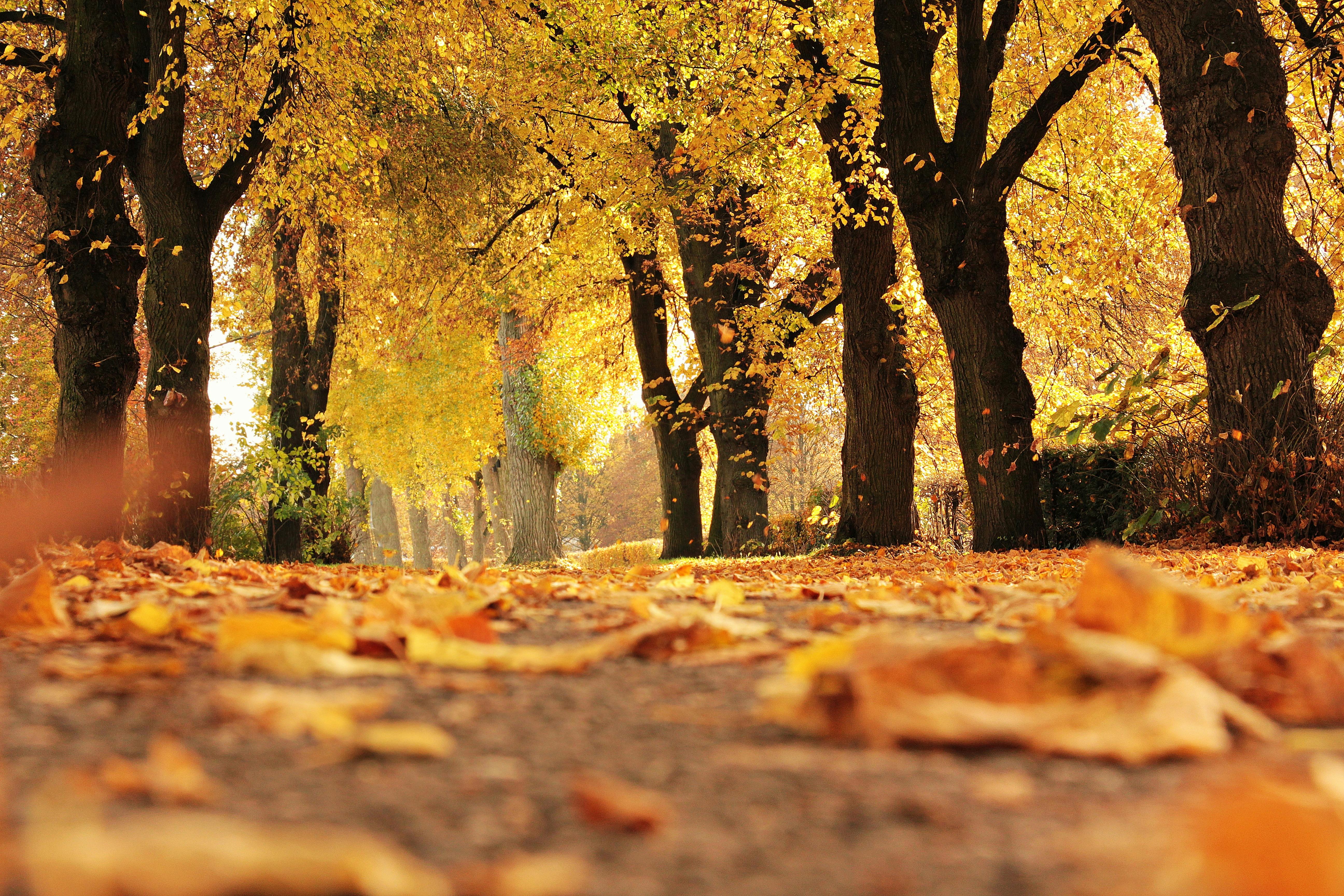 Herbstlicher Wald