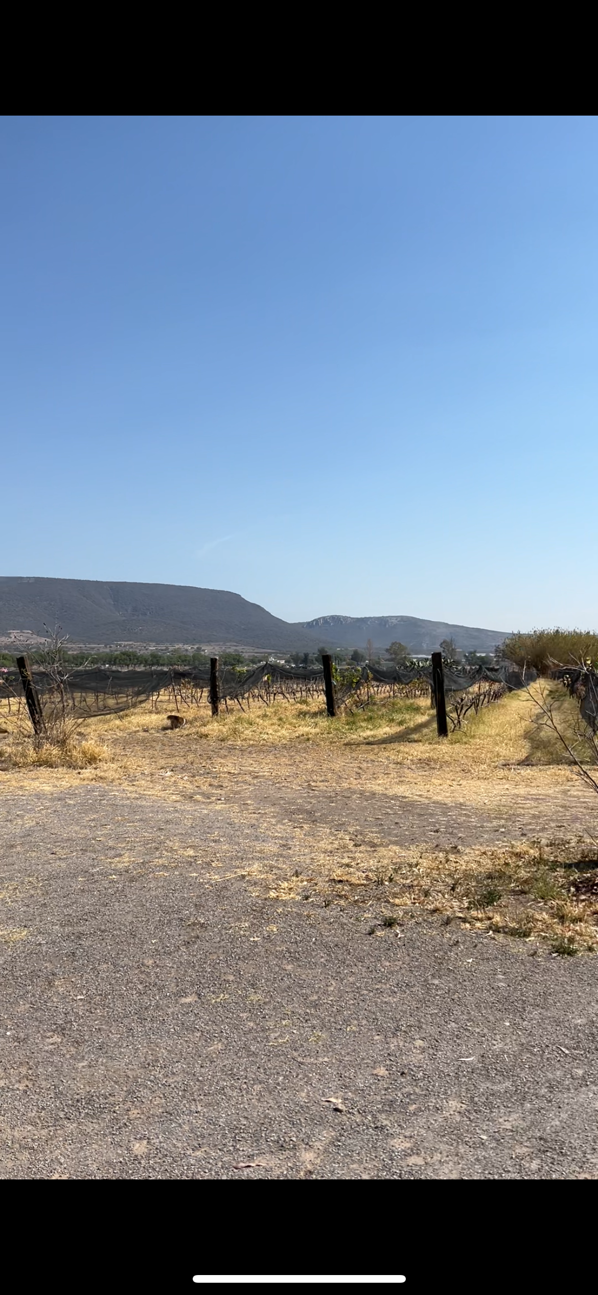 Blick auf die Weinfelder des Bauernhofs nahe Santiago de Querétaro.