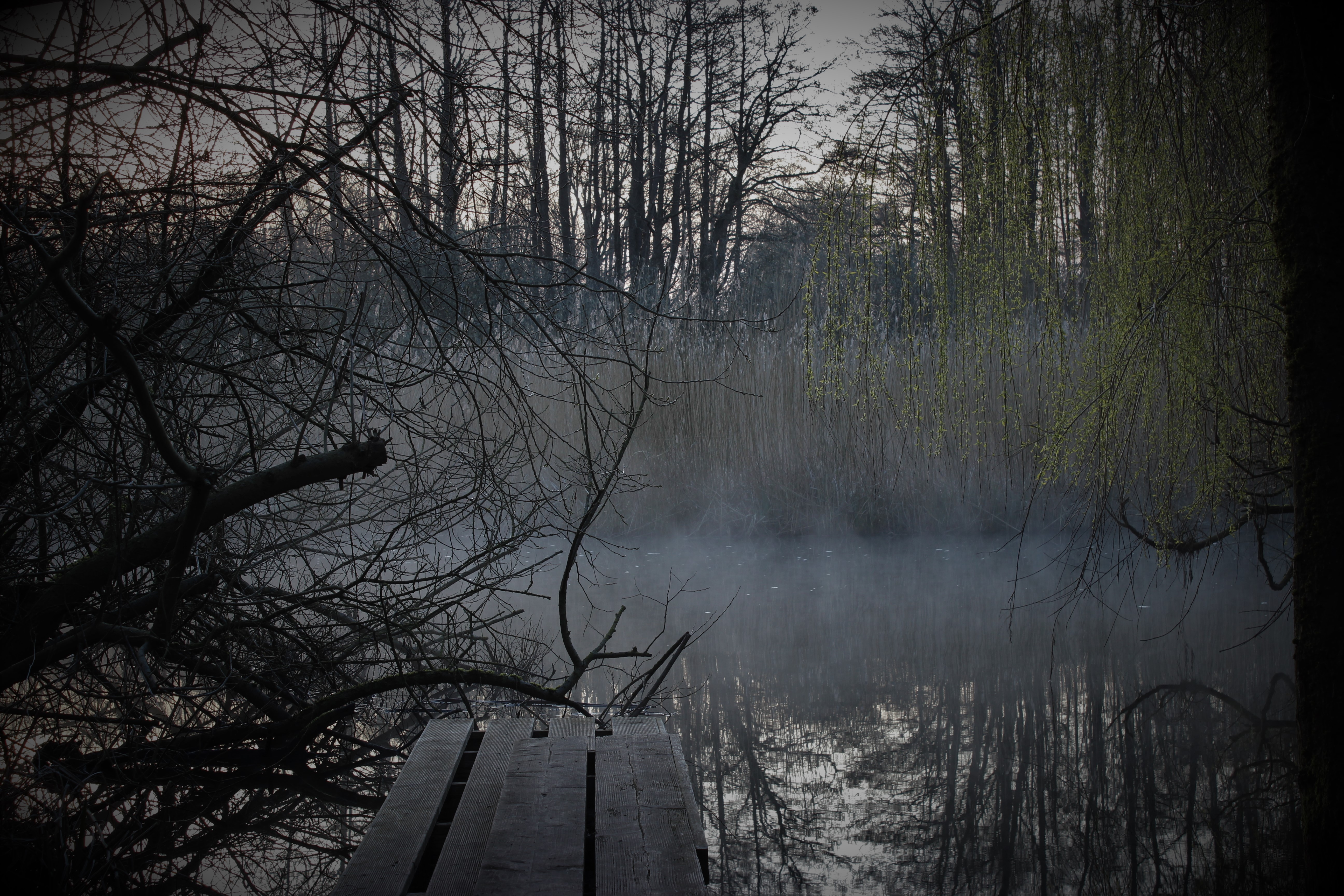 Ein Steg aus Holz führt in einen See, zu sehen sind die Wasseroberfläche, leichter Nebel, Schilf und Bäume im Hintergrund, die Bäume spiegel sich auf der Wasseroberfläche