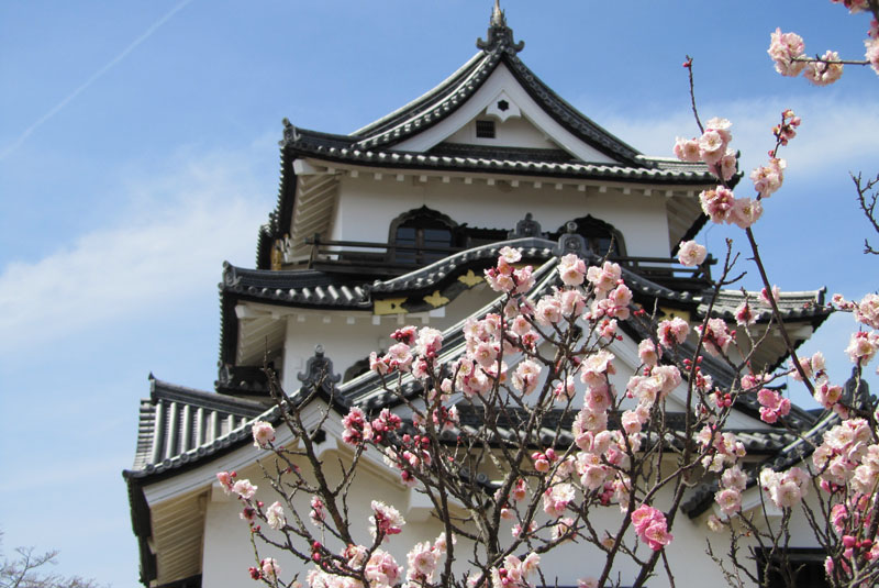 Hinter einem kleinen Kirschblütenbaum ist die Spitze eines Gebäudes, in japanischem Stil, zu sehen.